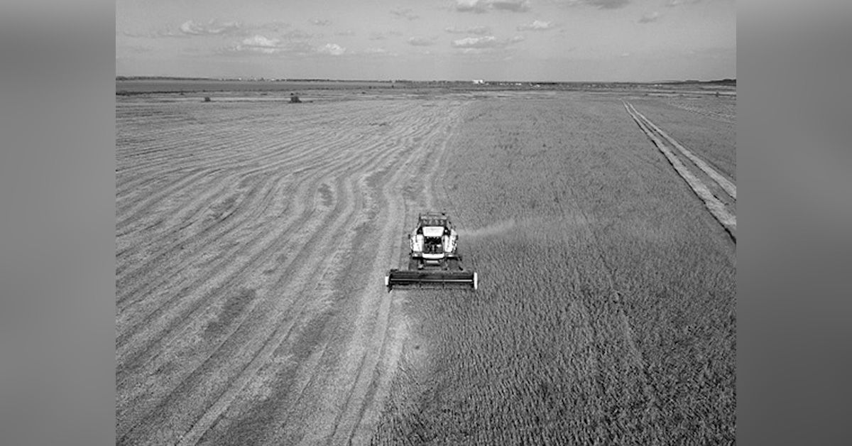 La concentración se profundiza en el campo argentino